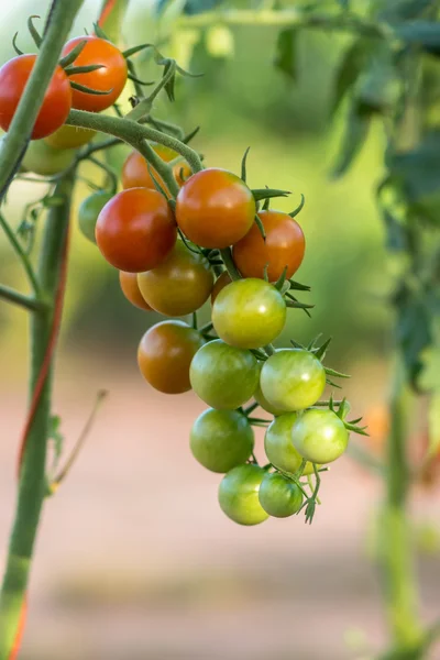 Kiraz domates yetiştirme çiftliklerinde ağaç üzerinde. — Stok fotoğraf