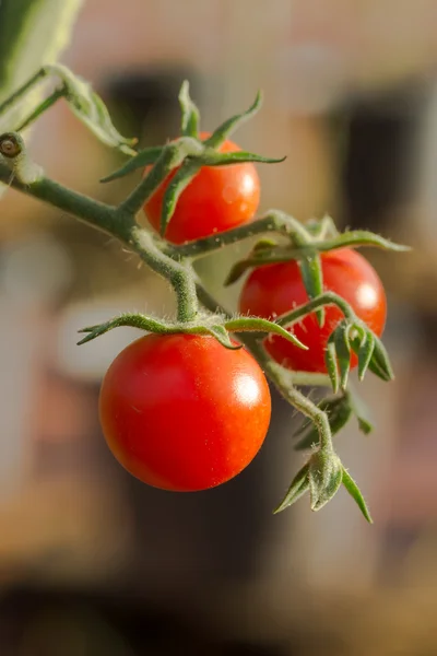 Cherry Tomato on tree in the Cultivation farms. — Stock Photo, Image