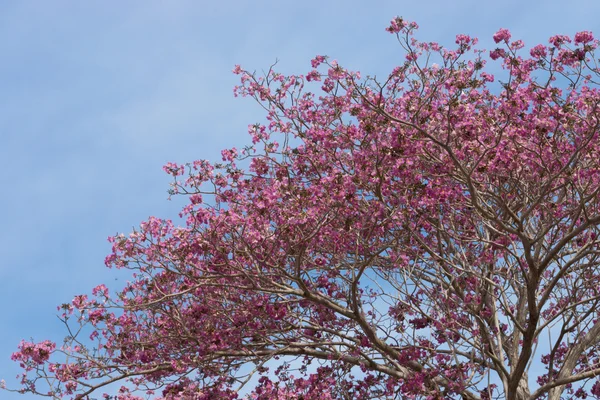 美丽绽放的 Tabebuia 太子参粉红色的花朵 — 图库照片