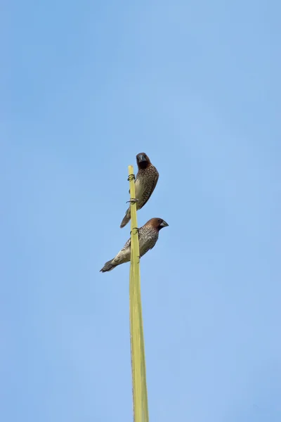 Dva ptáci na stromech — Stock fotografie