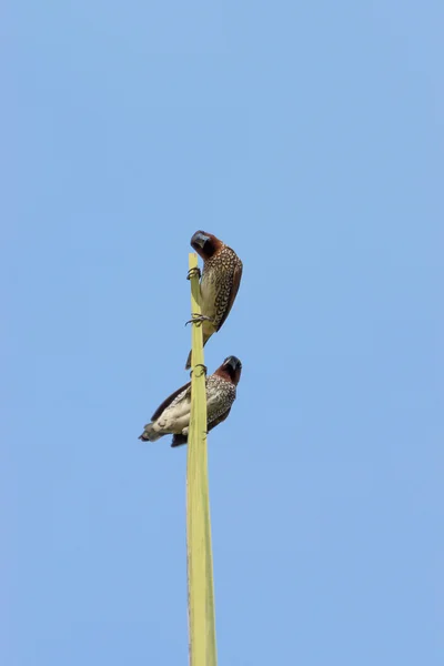 Dos pájaros posados sobre árboles — Foto de Stock