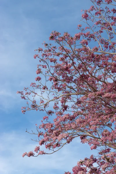 Bellissimo fiore rosa fiorito di Tabebuia heterophylla — Foto Stock