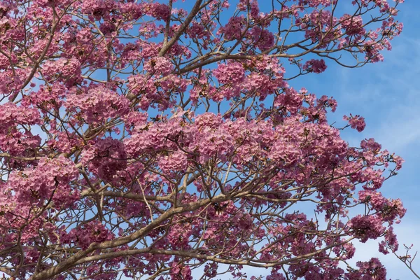 美丽绽放的 Tabebuia 太子参粉红色的花朵 — 图库照片