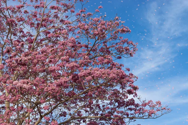 Mooie bloeiende roze bloem van Tabebuia heterophylla — Stockfoto