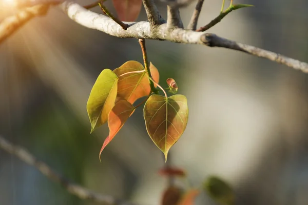 보드 히 시 레인 나무의 새 잎. — 스톡 사진