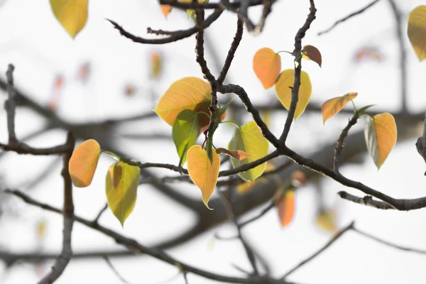 Nuevas hojas del árbol Bodhi . — Foto de Stock