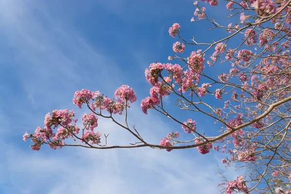 Bellissimo fiore rosa fiorito di Tabebuia heterophylla — Foto Stock