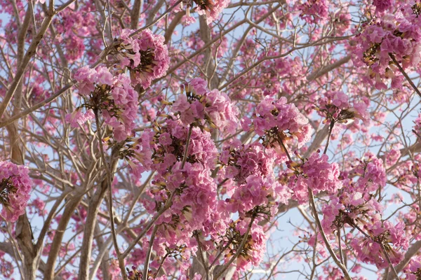 Krásné kvetoucí růžový květ z Tabebuia heterophylla — Stock fotografie