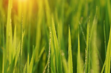 Pirinç alan yağış bitki pirinç. BM-odak resim.