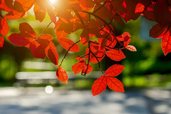 Feuilles rouges au printemps avec lumière du soleil . — Photo