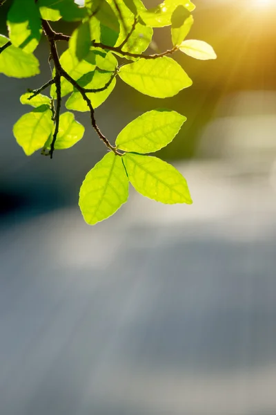 Folhas na estação de primavera com luz solar . — Fotografia de Stock