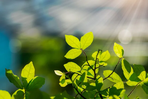 Hojas en temporada primaveral con luz solar . —  Fotos de Stock