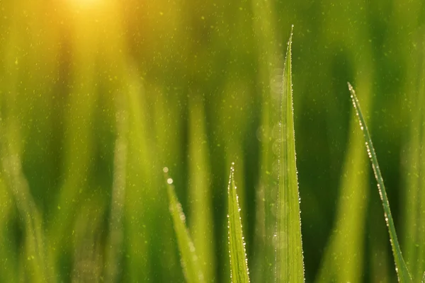 Reispflanze in Reisfeld mit Niederschlag. Unscharfes Bild. — Stockfoto