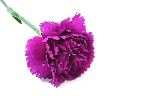 Mooie violet carnation bloem op witte achtergrond — Stockfoto