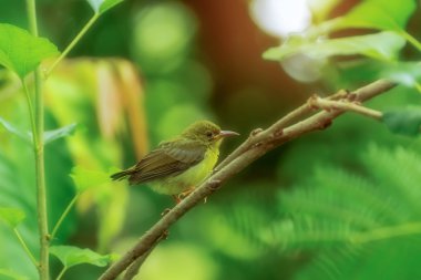 bir dalda bahar başında oturan kuş.