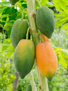 ağaç üzerinde olgunlaşmış ve ham papaya.