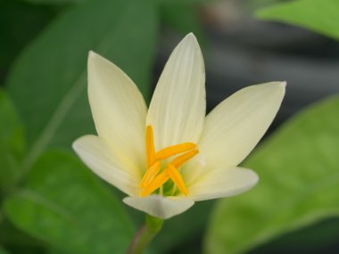 güzel yağmur lily çiçek. 