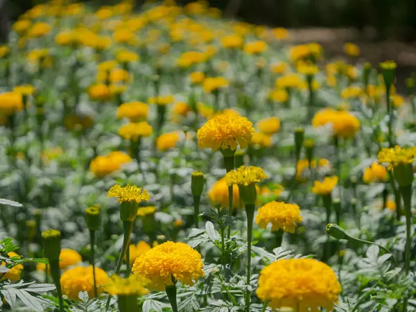 Gula ringblommor blomma. — Stockfoto