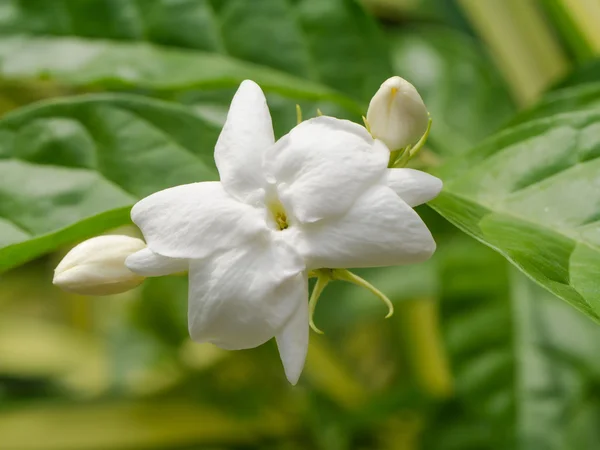 Jasmin flor no jardim . — Fotografia de Stock