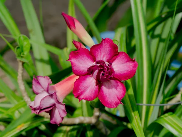 Adenium obesum (Róża pustynna; lilia Impala; Mock Azalea) — Zdjęcie stockowe