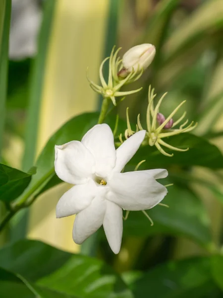 庭で Jasmin 花. — ストック写真