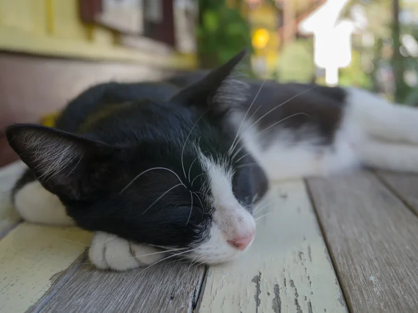 Feche o gato adormecido na mesa de madeira . — Fotografia de Stock