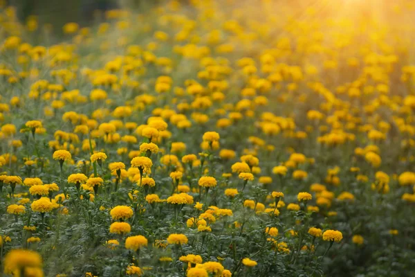 Цветок жёлтых Мэриголд . — стоковое фото