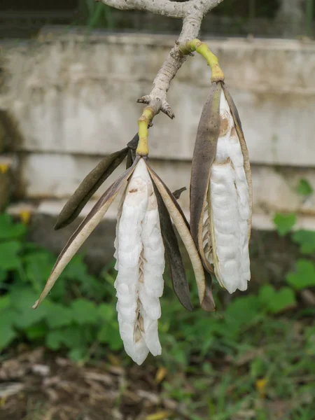 Tecoma stans ou fleur de trompette jaune . — Photo