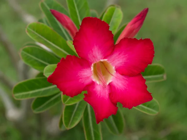Adenium obesum (ökenros, Impala Lily, Mock Azalea)) — Stockfoto