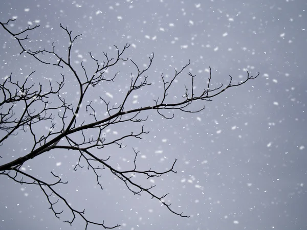 Silhuetas de árvores de ramo no inverno . — Fotografia de Stock