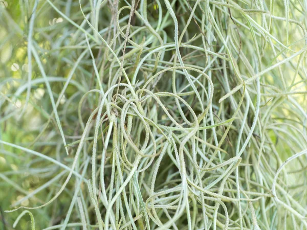 Primer plano de una planta con flores: musgo español — Foto de Stock