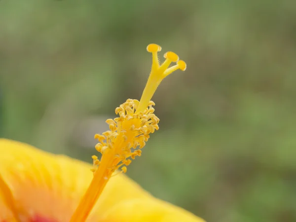 Közelkép a pollen sárga Hibicus mutabilis virág. — Stock Fotó