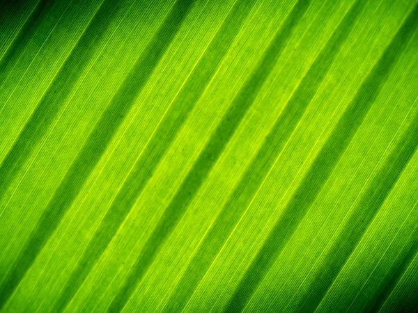 Sammanfattning av banana leaf bakgrund — Stockfoto