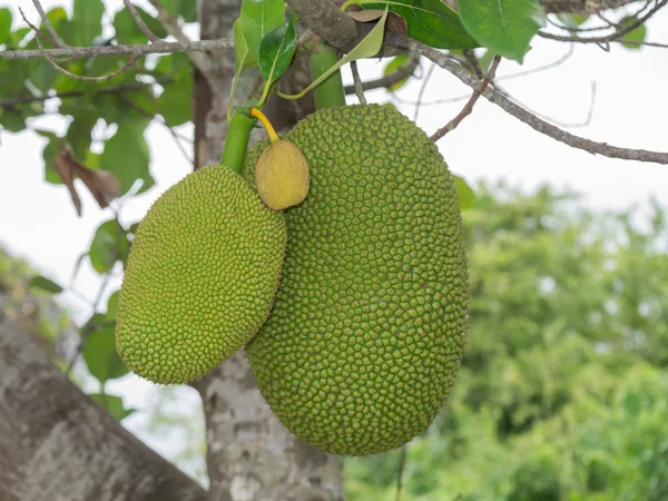 Jackfruit op de boom — Stockfoto