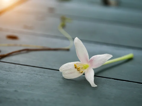 Indyjski korek kwiat na podłodze drewno. — Zdjęcie stockowe