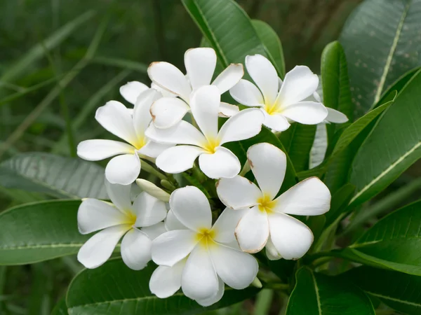 Flor de frangipani na árvore — Fotografia de Stock