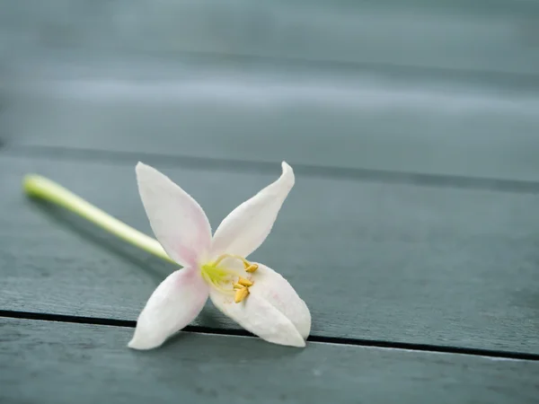 Индийский пробковый цветок на деревянном полу . — стоковое фото