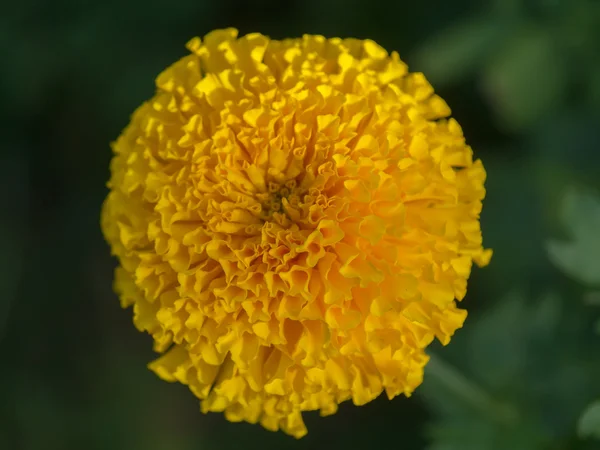 Gula ringblommor blomma. — Stockfoto