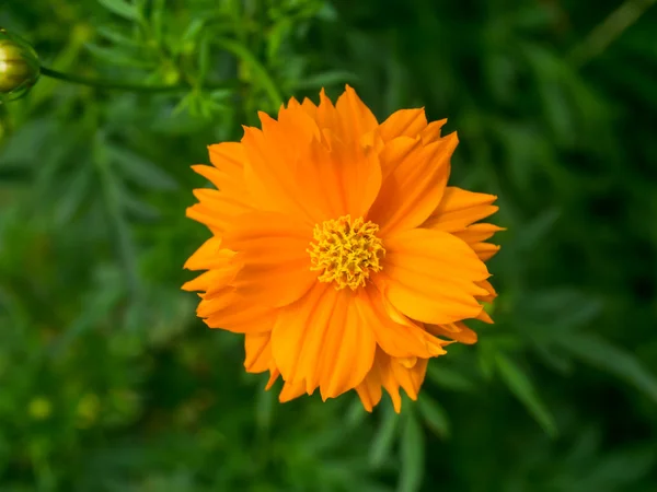 橙色波斯菊花卉在花园里. — 图库照片