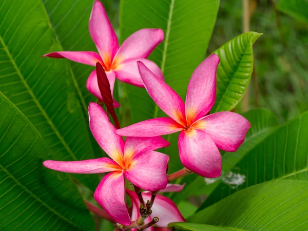 Ağaçta Frangipani çiçeği — Stok fotoğraf