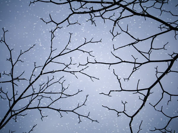 Silhuetas de árvores de ramo no inverno . — Fotografia de Stock