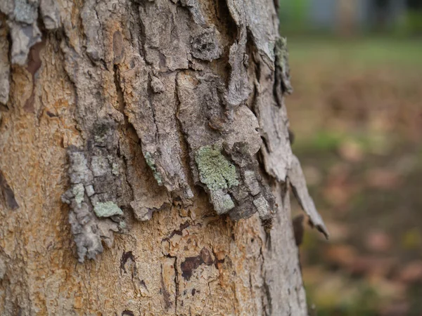 A casca de Broad Leaf Mahogany — Fotografia de Stock