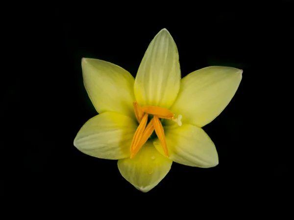 Bela flor de lírio chuva . — Fotografia de Stock