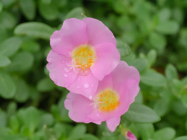 Portulaca flower in the garden. — Stock Photo, Image