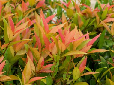 Syzygium australe ağaç.