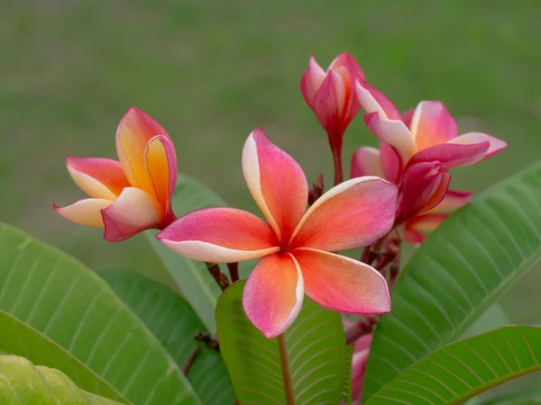 Frangipani Blume auf dem Baum — Stockfoto