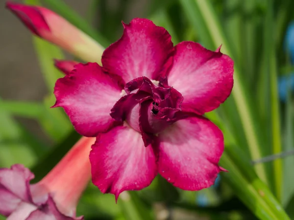 Adenium obesum (Desert Rose ; Impala Lily ; Mock Azalea) ) — Photo