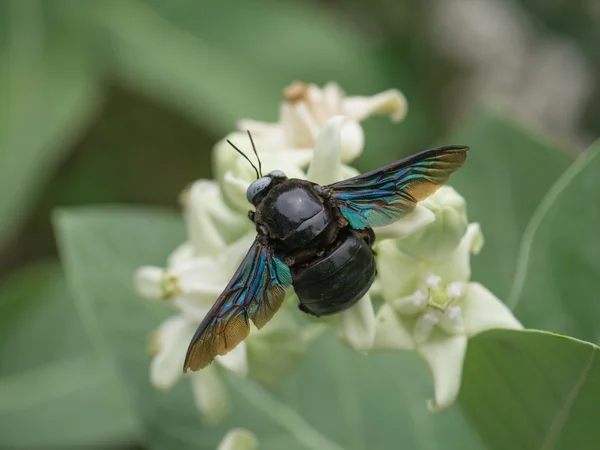 Tropical carpenter bee searching for honey from white flower in — Stock Photo, Image