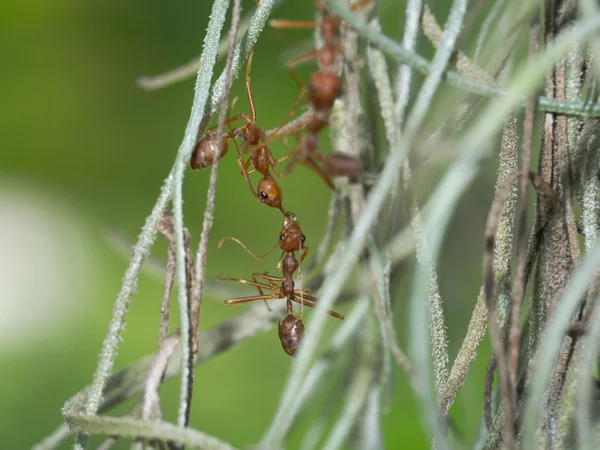 红蚂蚁帮助朋友 — 图库照片