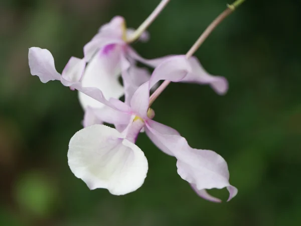 Gros plan de fleur rose d'orchidée. — Photo